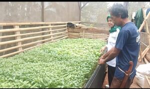 kartu-sibedas-geliat-petani-di--kabupaten-bandung