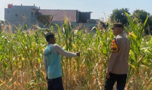IMG-20250815-WA0063