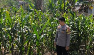 IMG-20250821-WA0050